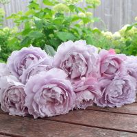 Compostion florale citrouile et roses